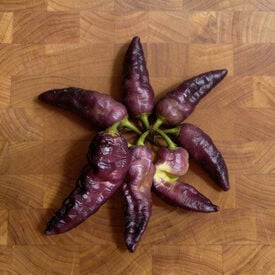 Purple Bhut Jolokia, Pepper Seeds